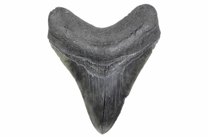 Serrated, Fossil Megalodon Tooth - South Carolina #358974